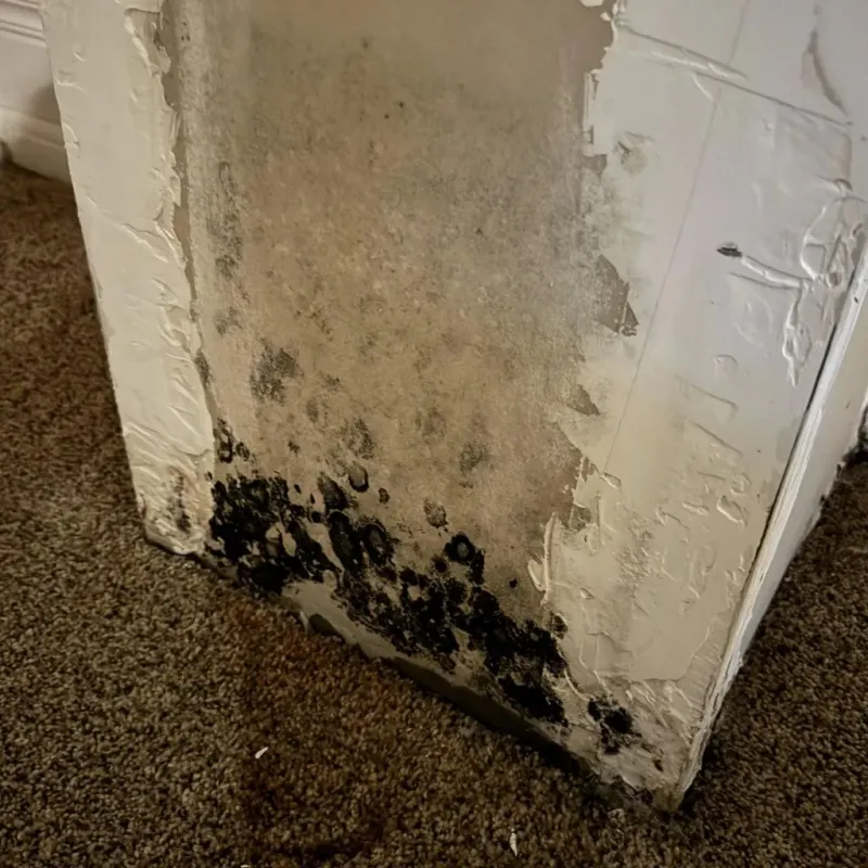 Professional Mold Removal in Pike County, MS
